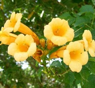 Milin amerykański Flava Unikatowe żółte kwiaty, pnącze do twojego ogrodu