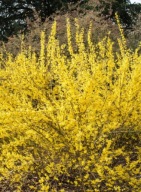 Forsycja Maja (forsythia intermedia 'Maja') C2 20/30cm