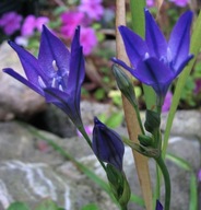 Hiacynt kalifornijski Fabiola sadzonka w doniczce p8 ogrodowy pachnący