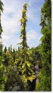 Chamaecyparis lawsoniana Filip's Golden Tears !!!!