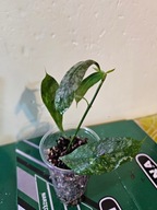 HOJA HOYA Multiflora splash