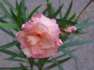 Nerium Oleander podwójny MRS ROEDING młoda sadzonka ukorzeniona