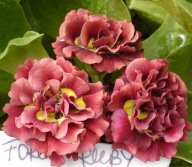 PIERWIOSNEK ŁYSZCZAK ##### FOREST ROSE ##### Pierwiosnek Belarina