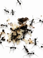 Aphaenogaster iberica Królowa +około 50 Robotnic + Potomstwo Kolonia Mrówek