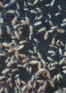 Skoczogonki Collembola ekipa sprzątająca