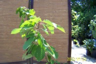 Czereśnia mini Regina szczepiona karłowa inna