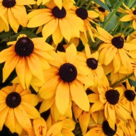 Rudbekia SmileyZ Big Sun - 1000 nasion