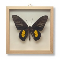 Motyl w gablotce Troides Haliphron Pallens