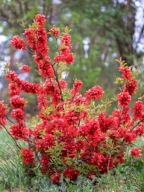 Pigwowiec 'Nicoline' c2 30cm