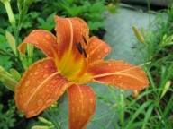 liliowiec rdzawy sadzonka w pojemniku 15 cm wieloletnia na rabaty