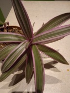 Trzykrotka Reo Meksykańskie-duży kwiat