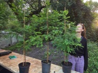 Metasekwoja chińska 90-100cm