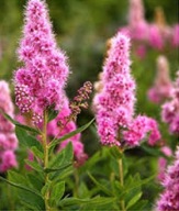 Sztobry Zrzezy Tawuła Billarda 10 sztuk KWITNIE DO JESIENI ule Żywopłot