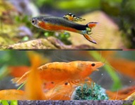 Gupiki Santa Maria 5x + krewetki pomarańczowe 5x zestaw życia do akwarium