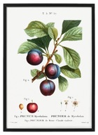 ŚLIWKI WĘGIERKI, reprint starej grafiki, OWOCE