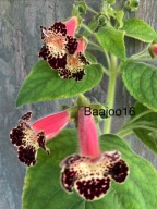 Kohleria NI's Drama Queen - kłącze