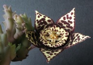 Kaktusy! - Orbea variegata - RARYTAS!!!