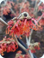 Oczar pośredni Feuerzauber szczepiony, z pąkami