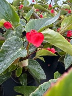 Begonia DRAGON wing czerwona ładna sadzonka