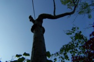 katalpa surmia przewieszona buk wiąz klon dąb inna