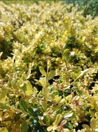 Ostrokrzew Blue Angel Prince Maximowicz Gem Hedge Lustre Caroline Ilex