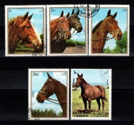 Sharjah ( Fauna - konie )