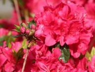 RODODENDRON Azalia japońska ,,ALLOTRIA'' KARMINOWO RÓŻOWA DUBELTOWY KWIAT