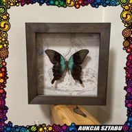 Motyl Papilio Parenthus w gablotce