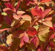 tawuła japońska ''BIG BANG'' MEGA ŁADNE ODCIENIE