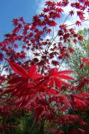 Klon palmowy czerwony pagodowy 20 letni okaz 220cm ogród japoński inny