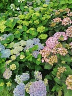 Hortensja ogrodowa REMBRANDT VIBRANT VERDE -ZMIENIAJĄCA KOLORY SADZONKA 5L