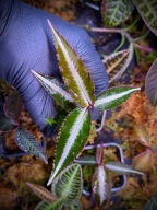 Labisia Pumila Silver x Pink Roślina Terrarium Unikat ArkOfPlants