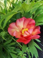 PIWONIA ITOH MAGICAL MYSTERY TOUR w doniczce 5 l