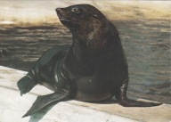 WROCŁAW - ZOO - KOTIK