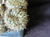 Kaktusy: Frailea pumila FR 1366