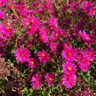 Aster nowobelgijski 'Magic Deep Rose' (Aster novi-belgii) Duża sadzonka P13