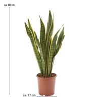 Sansevieria laurentii-ładne duże sadzonki