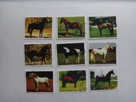 Czad 1999, Konie, zwierzęta, ssaki, fauna