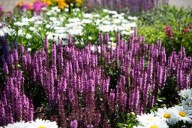 Szałwia omszona Midnight Rose sadzonka 1 l