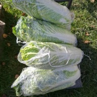 kapusta pekińska – prosto z gospodarstwa,świeża, waga 500g - 800 gram