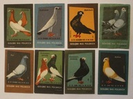 GOŁĘBIE RAS POLSKICH - ETYKIETY ZAPAŁCZANE - 8 SZTUK KOMPLET, RZADKOŚĆ