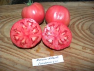 Pomidor Malinowe Wilkonte niski samokończący