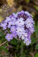 Floks BLUE BOY NIEBIESKIE KWIATY kwitnąca chmura poj.2l