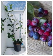 ŚWIDOŚLIWA Jajowata sadzonki doniczka C2 SŁODKIE owoce Najlepsza