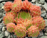Rojnik 'Litschi' Sempervivum hybridum