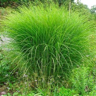 Miskant chiński 'GRACILLIMUS NANA' Miscanthus sinensis sadzonka 2l