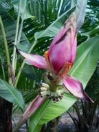 10 nasion bananowca MUSA HIRTA dziki bananowiec z Azji ŚWIEŻE NASIONA