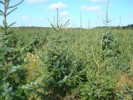 świerk serbski wys.170-200 cm