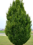 Grab Fastigiata (carpinus betulus) C2 80cm
