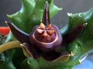 Kaktusy! - Duvalia caespitosa subsp. caespitosa - RARYTAS!!!